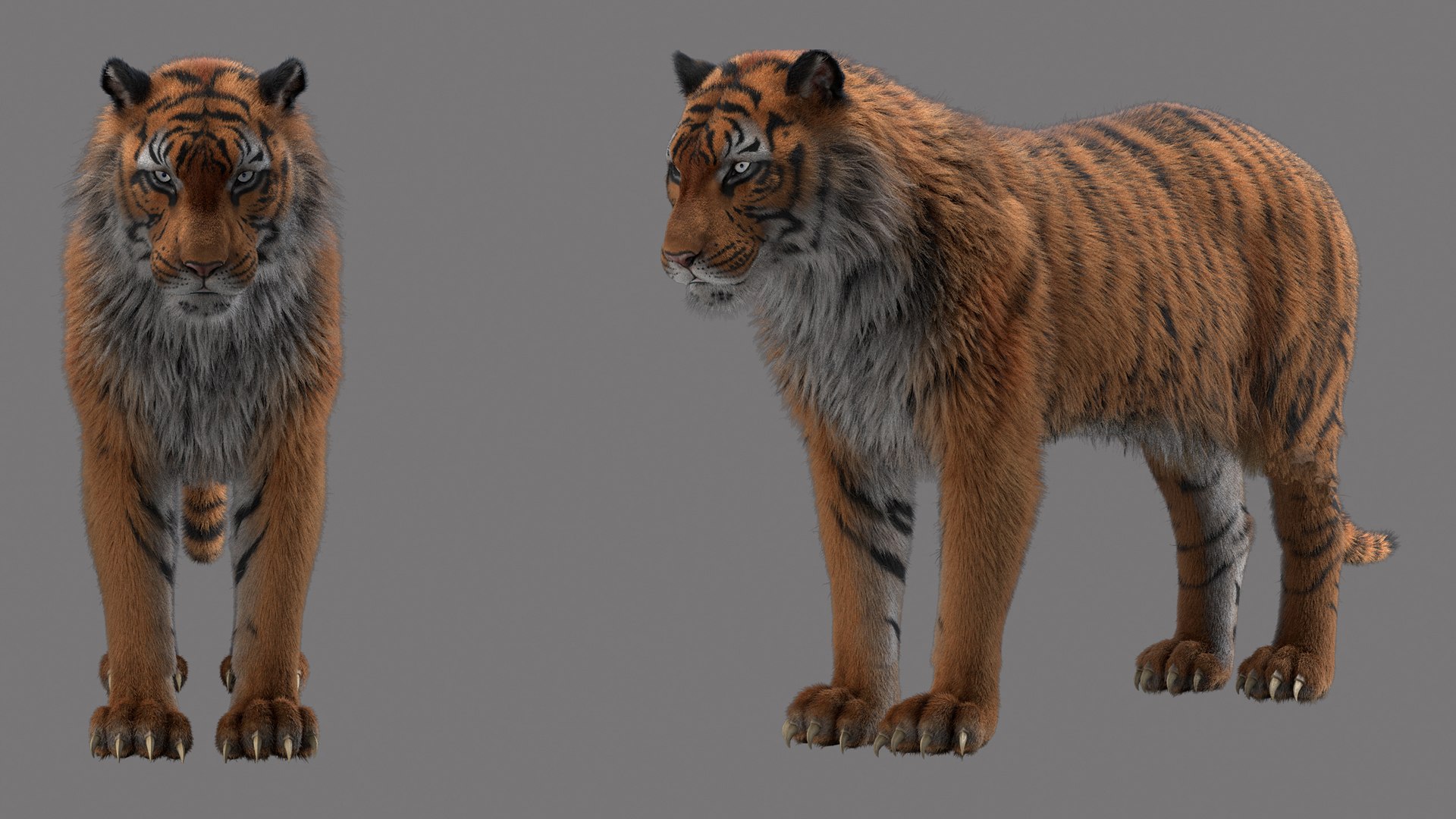 3D model tiger https://p.turbosquid.com/ts-thumb/dN/OXqToC/ma/tiger5/jpg/1725318316/1920x1080/fit_q87/584bbdb920c57cb1bdce40d7c60cbeb0e3870b26/tiger5.jpg