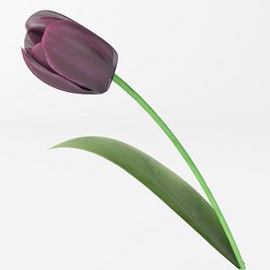 realistic dark tulip 3d model