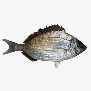 Sea Bream