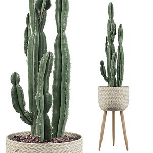 euphorbia candelabrum 2 cactus 3D model