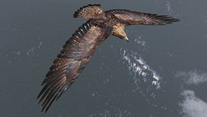 Low poly animated eagle 3D model
