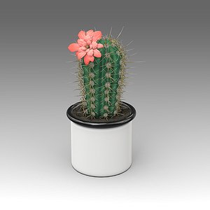 Echinocereus actus Plant_019
