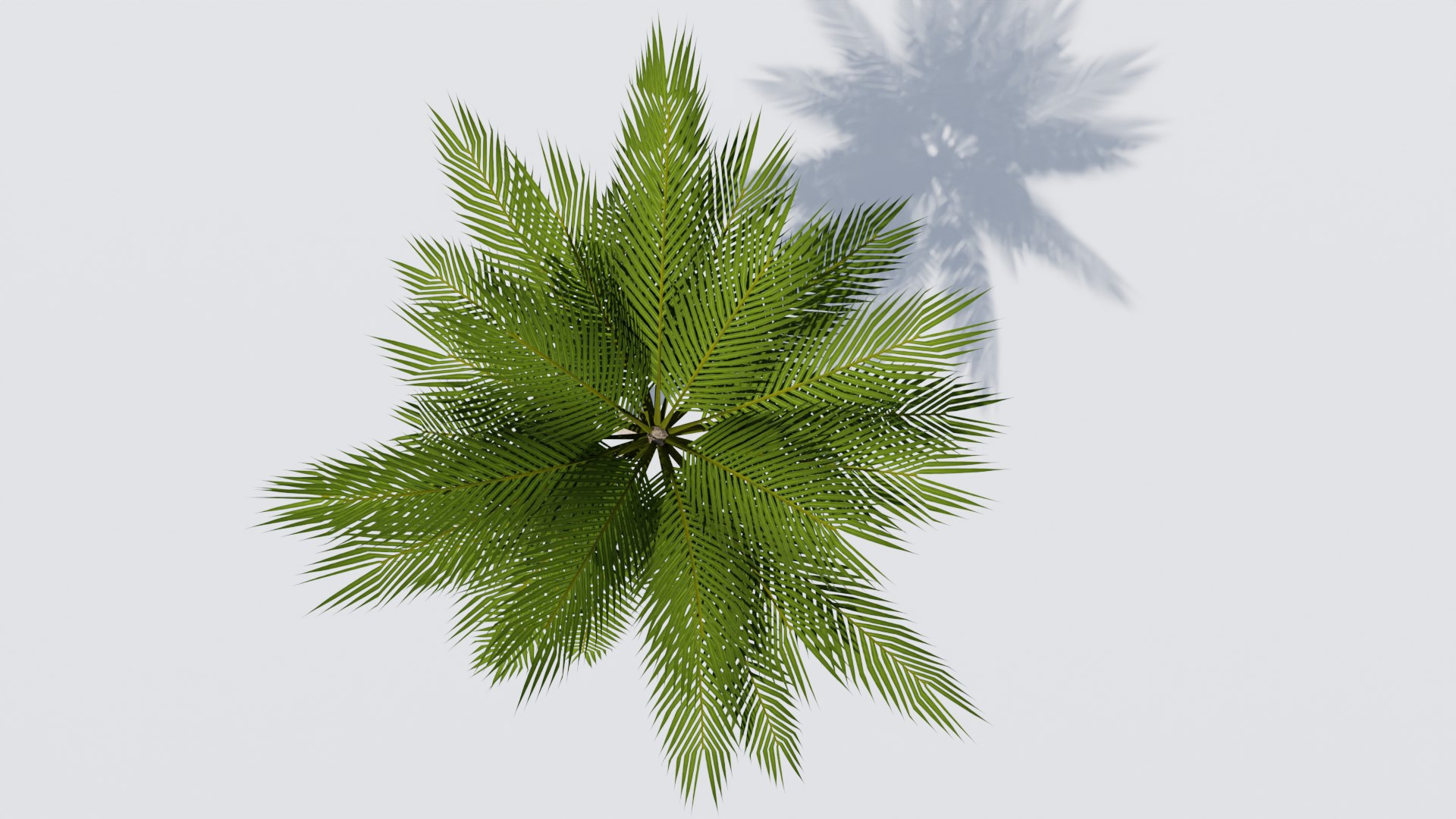 Lowpoly Date Palm v2 3D https://p.turbosquid.com/ts-thumb/dN/qrzHf1/0Y/5/png/1672330011/1920x1080/fit_q87/951f817c06f41fc61014d68ddf49ebb3fa10a424/5.jpg