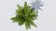 palmera datilera lowpoly v2