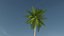 palmera datilera lowpoly v2