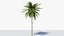 palmera datilera lowpoly v2