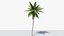 palmera datilera lowpoly v2