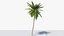 palmera datilera lowpoly v2