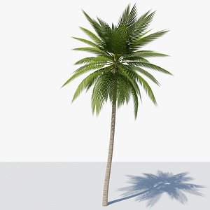 Lowpoly Date Palm v2 3D