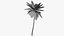 palmera datilera lowpoly v2