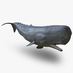 Sperm Whale Male Rigged