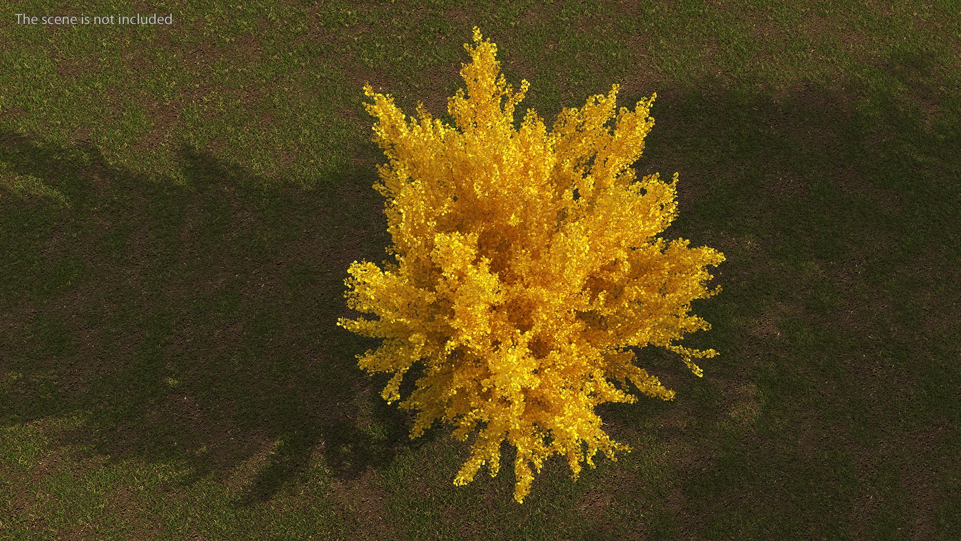 Ginkgo Tree Yellow 3D https://p.turbosquid.com/ts-thumb/dN/vVMqgA/3f/ginkgotreeyellowvray3dmodel003/jpg/1643750208/1920x1080/fit_q87/02badedd4c7980df90c2bdc49decc22f04a87d54/ginkgotreeyellowvray3dmodel003.jpg