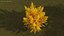Árvore de Ginkgo Amarelo
