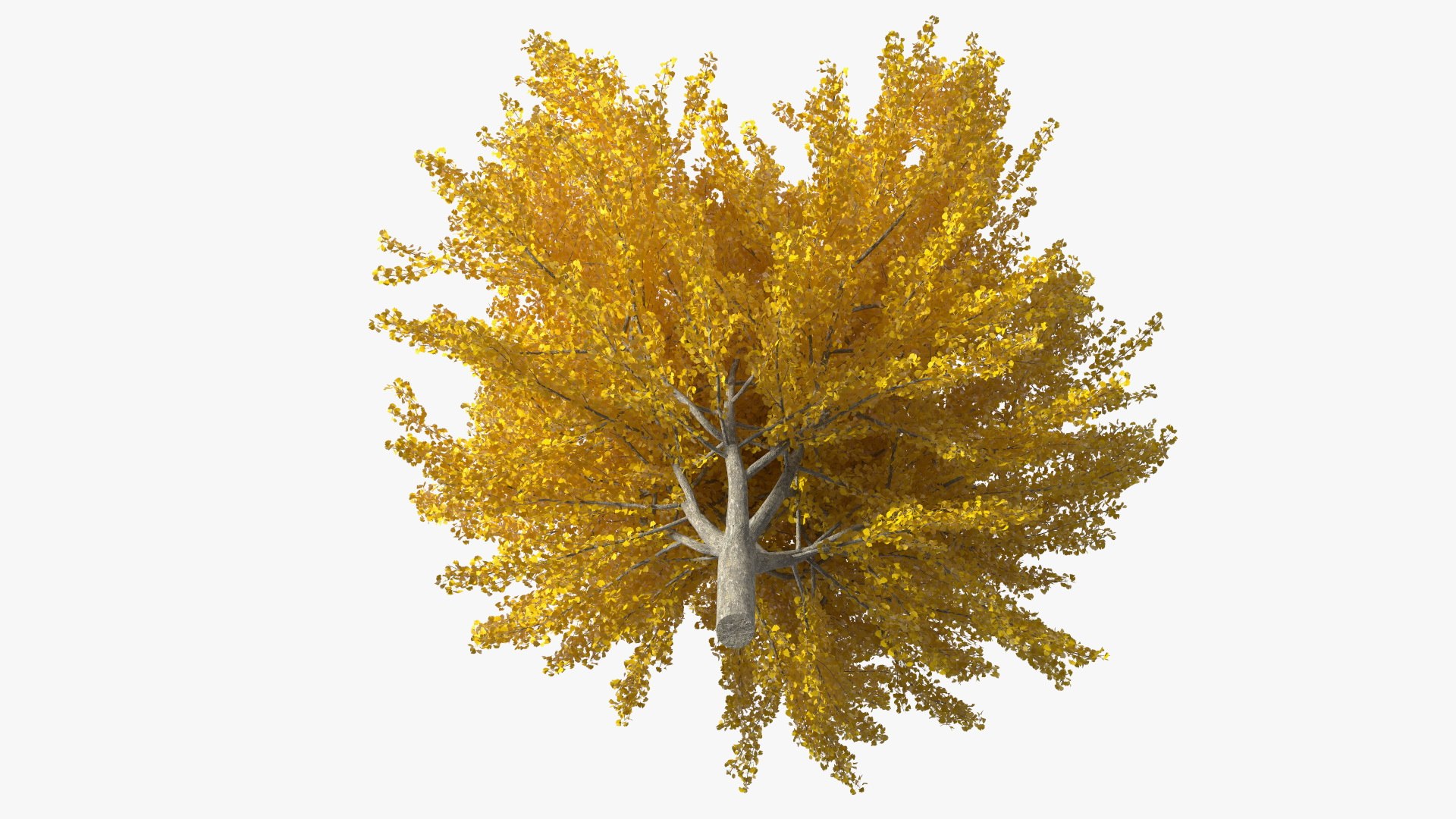 Ginkgo Tree Yellow 3D https://p.turbosquid.com/ts-thumb/dN/vVMqgA/9E/ginkgotreeyellowvray3dmodel009/jpg/1643750226/1920x1080/fit_q87/745eebefce5b043e528ffb33b7d7011cab7bb9c1/ginkgotreeyellowvray3dmodel009.jpg