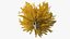 Árvore de Ginkgo Amarelo