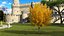 Árvore de Ginkgo Amarelo