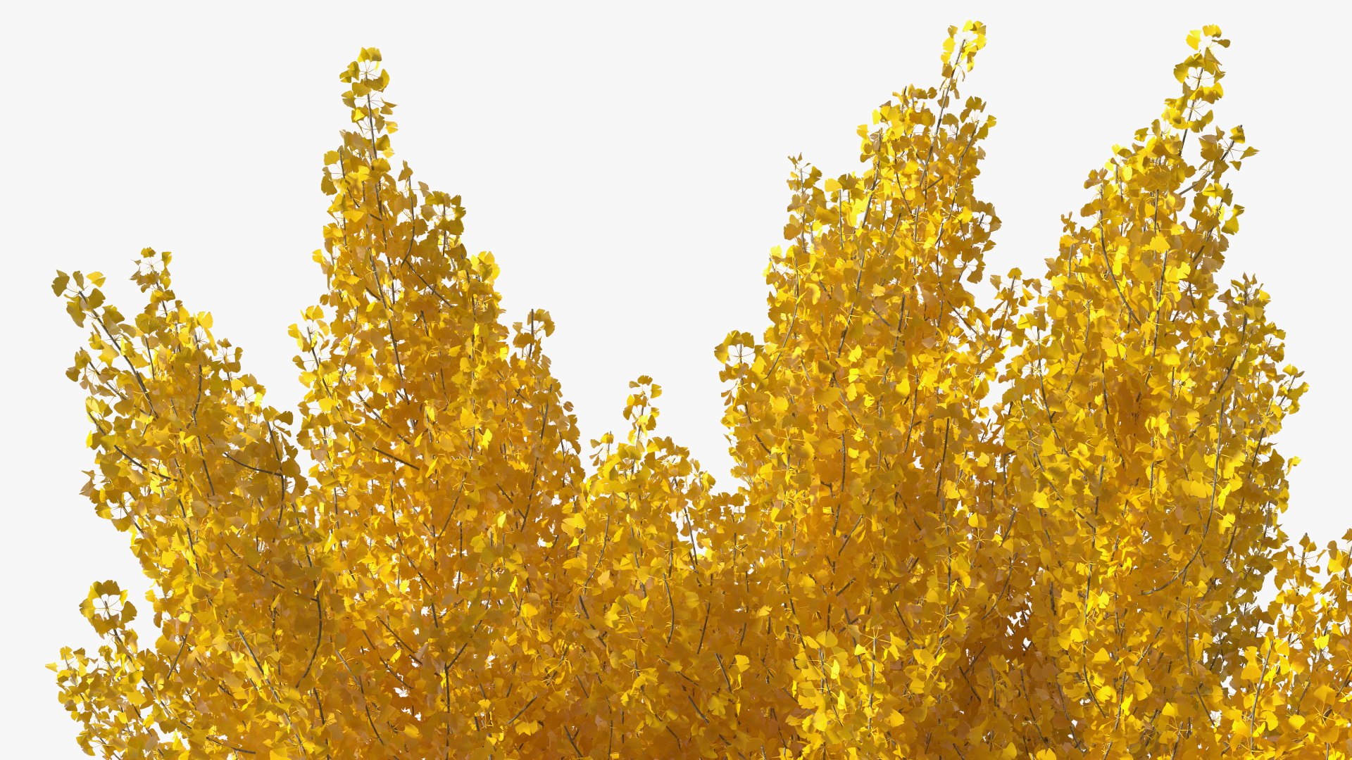 Ginkgo Tree Yellow 3D https://p.turbosquid.com/ts-thumb/dN/vVMqgA/He/ginkgotreeyellowvray3dmodel014/jpg/1643750241/1920x1080/fit_q87/60509be104a0e64e78d2f19e8d711c823d7cd895/ginkgotreeyellowvray3dmodel014.jpg