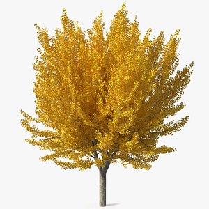 Ginkgo Tree Yellow 3D