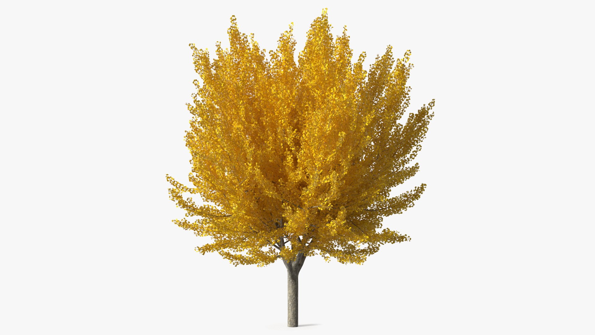 Ginkgo Tree Yellow 3D model preview