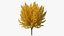 Árvore de Ginkgo Amarelo