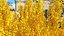 Árvore de Ginkgo Amarelo