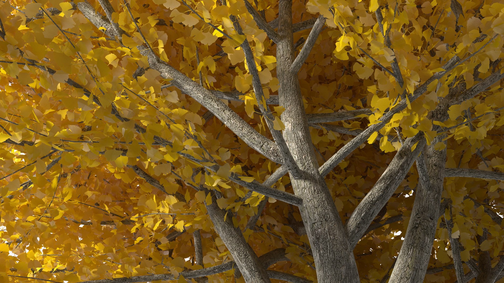 Ginkgo Tree Yellow 3D https://p.turbosquid.com/ts-thumb/dN/vVMqgA/Uv/ginkgotreeyellowvray3dmodel013/jpg/1643750239/1920x1080/fit_q87/93f475468706256c29b64cef203c7bacf7b42347/ginkgotreeyellowvray3dmodel013.jpg