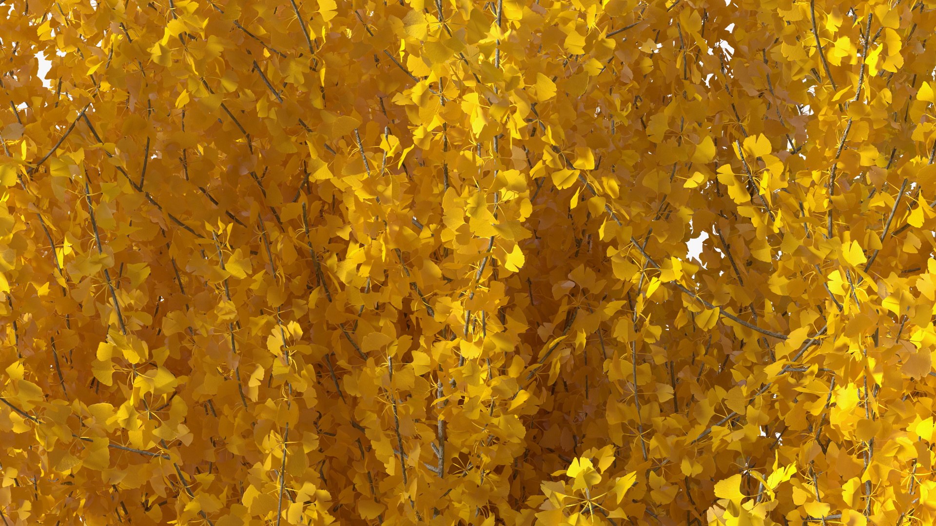 Ginkgo Tree Yellow 3D https://p.turbosquid.com/ts-thumb/dN/vVMqgA/VZ/ginkgotreeyellowvray3dmodel016/jpg/1643750249/1920x1080/fit_q87/e684a20cca004dc8b9d682ecc6d11736fb1883a8/ginkgotreeyellowvray3dmodel016.jpg