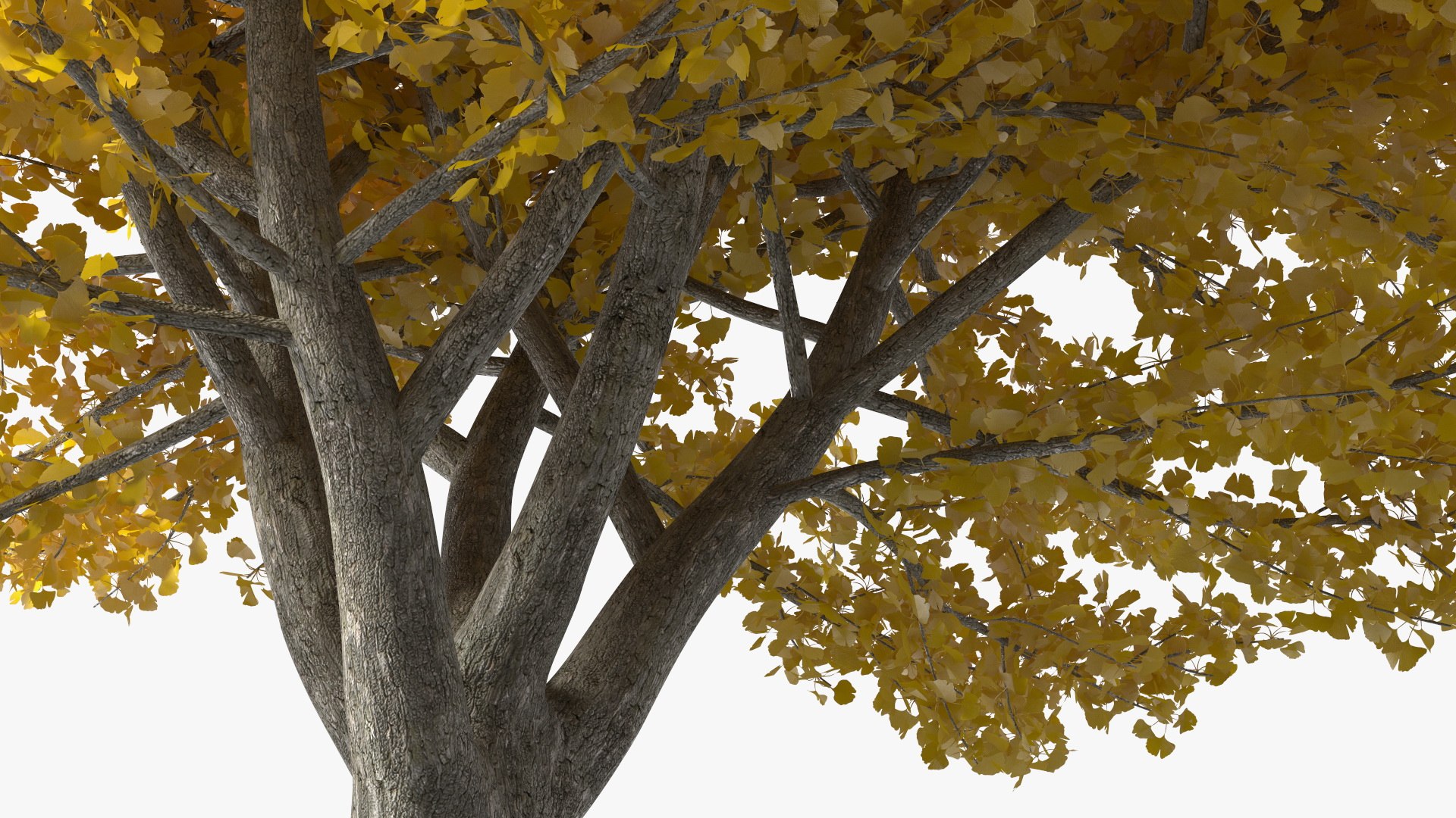 Ginkgo Tree Yellow 3D https://p.turbosquid.com/ts-thumb/dN/vVMqgA/Wf/ginkgotreeyellowvray3dmodel012/jpg/1643750235/1920x1080/fit_q87/af9187ef3a4b525b5692edad9e18cf2638c55dc4/ginkgotreeyellowvray3dmodel012.jpg