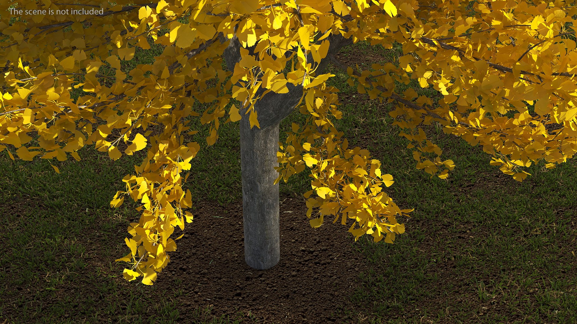 Ginkgo Tree Yellow 3D https://p.turbosquid.com/ts-thumb/dN/vVMqgA/d8/ginkgotreeyellowvray3dmodel004/jpg/1643750211/1920x1080/fit_q87/03a2faacc94b54e484233d26f65231b11c11f3a4/ginkgotreeyellowvray3dmodel004.jpg