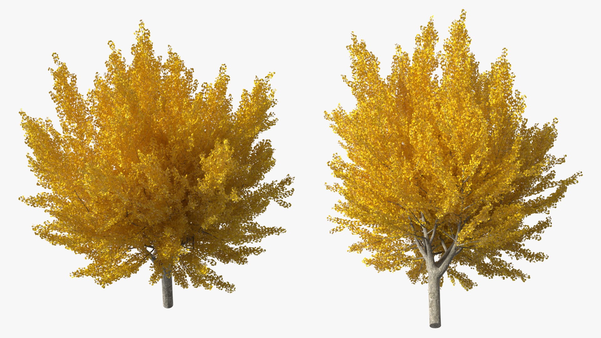 Ginkgo Tree Yellow 3D https://p.turbosquid.com/ts-thumb/dN/vVMqgA/qK/ginkgotreeyellowvray3dmodel008/jpg/1643750223/1920x1080/fit_q87/0db5a6735be535dfc26ad655c1e635b2232abda0/ginkgotreeyellowvray3dmodel008.jpg