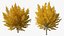 Árvore de Ginkgo Amarelo
