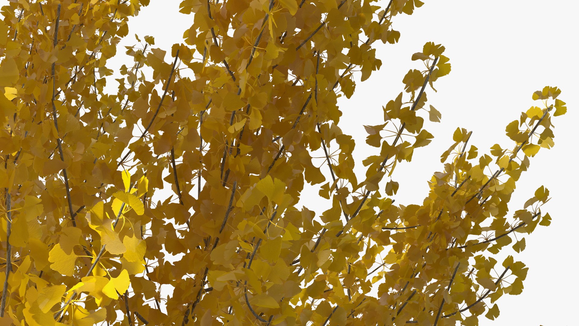 Ginkgo Tree Yellow 3D https://p.turbosquid.com/ts-thumb/dN/vVMqgA/s5/ginkgotreeyellowvray3dmodel017/jpg/1643750252/1920x1080/fit_q87/4af5e84f0b0259d2f9e48ef298c7ac507f5e22ad/ginkgotreeyellowvray3dmodel017.jpg