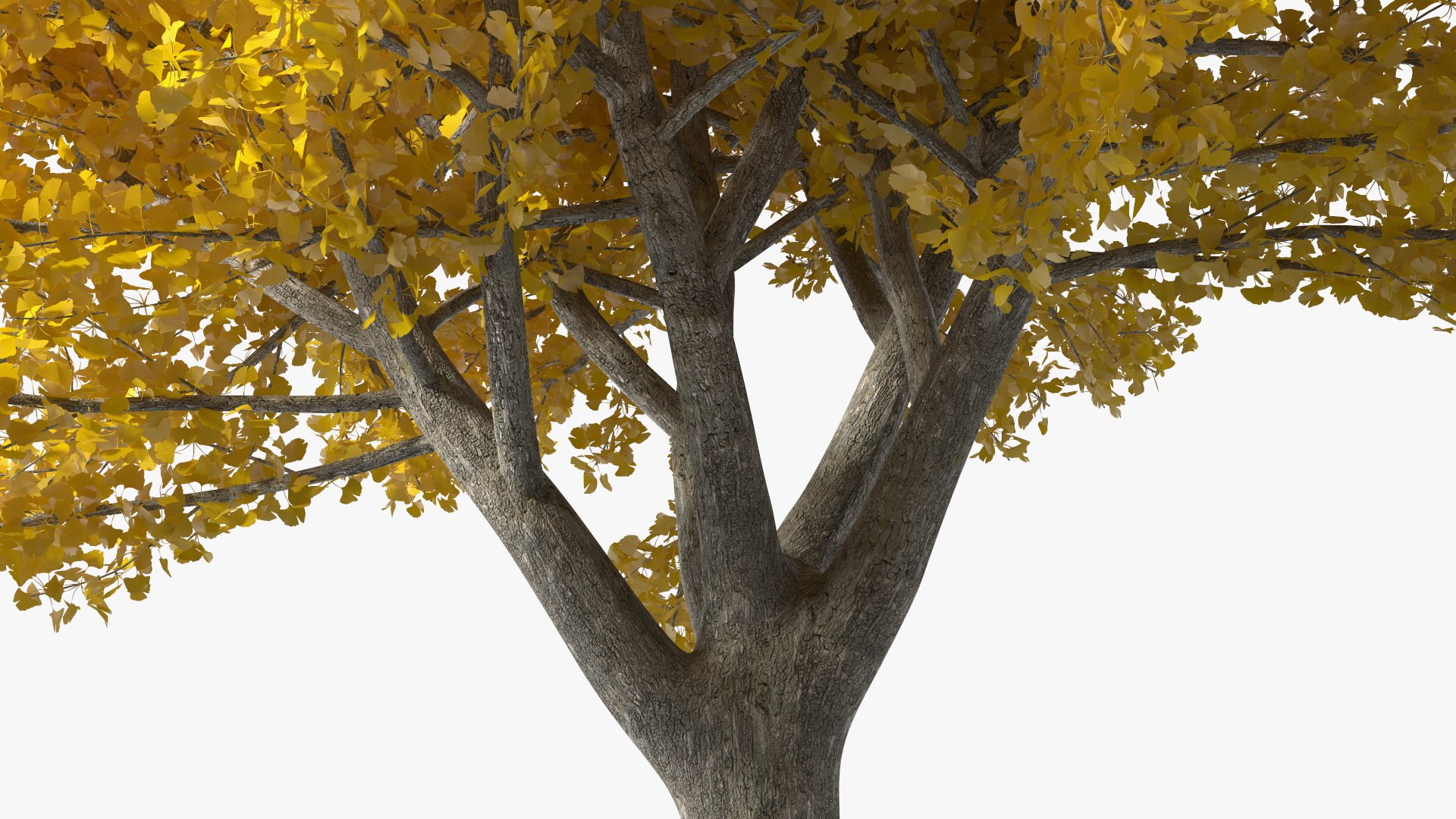 Ginkgo Tree Yellow 3D https://p.turbosquid.com/ts-thumb/dN/vVMqgA/sq/ginkgotreeyellowvray3dmodel011/jpg/1643750232/1920x1080/fit_q87/b00fe0431e238b2547510544eb52a52cbbbcc62d/ginkgotreeyellowvray3dmodel011.jpg