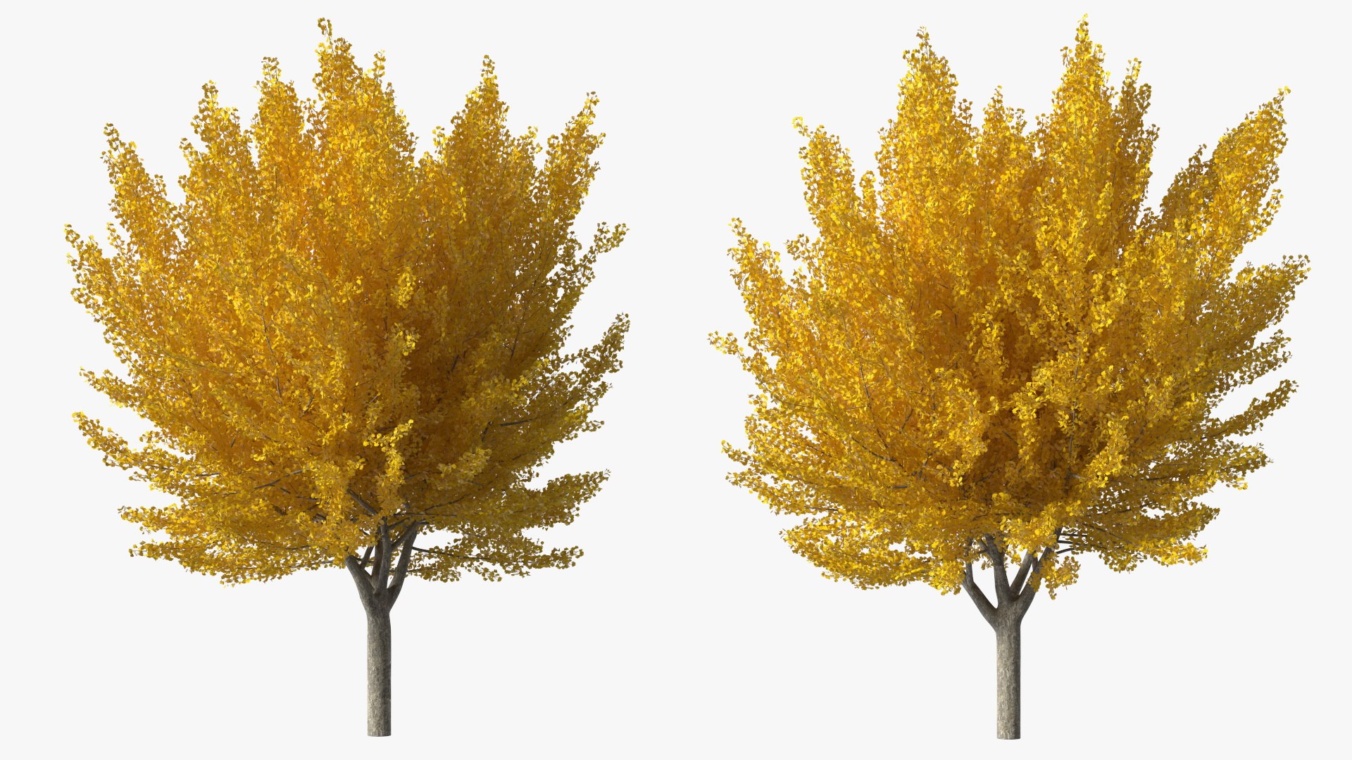 Ginkgo Tree Yellow 3D https://p.turbosquid.com/ts-thumb/dN/vVMqgA/vq/ginkgotreeyellowvray3dmodel007/jpg/1643750220/1920x1080/fit_q87/cd0fa2c841250a2bbe49490fecc040a061b8b9c6/ginkgotreeyellowvray3dmodel007.jpg