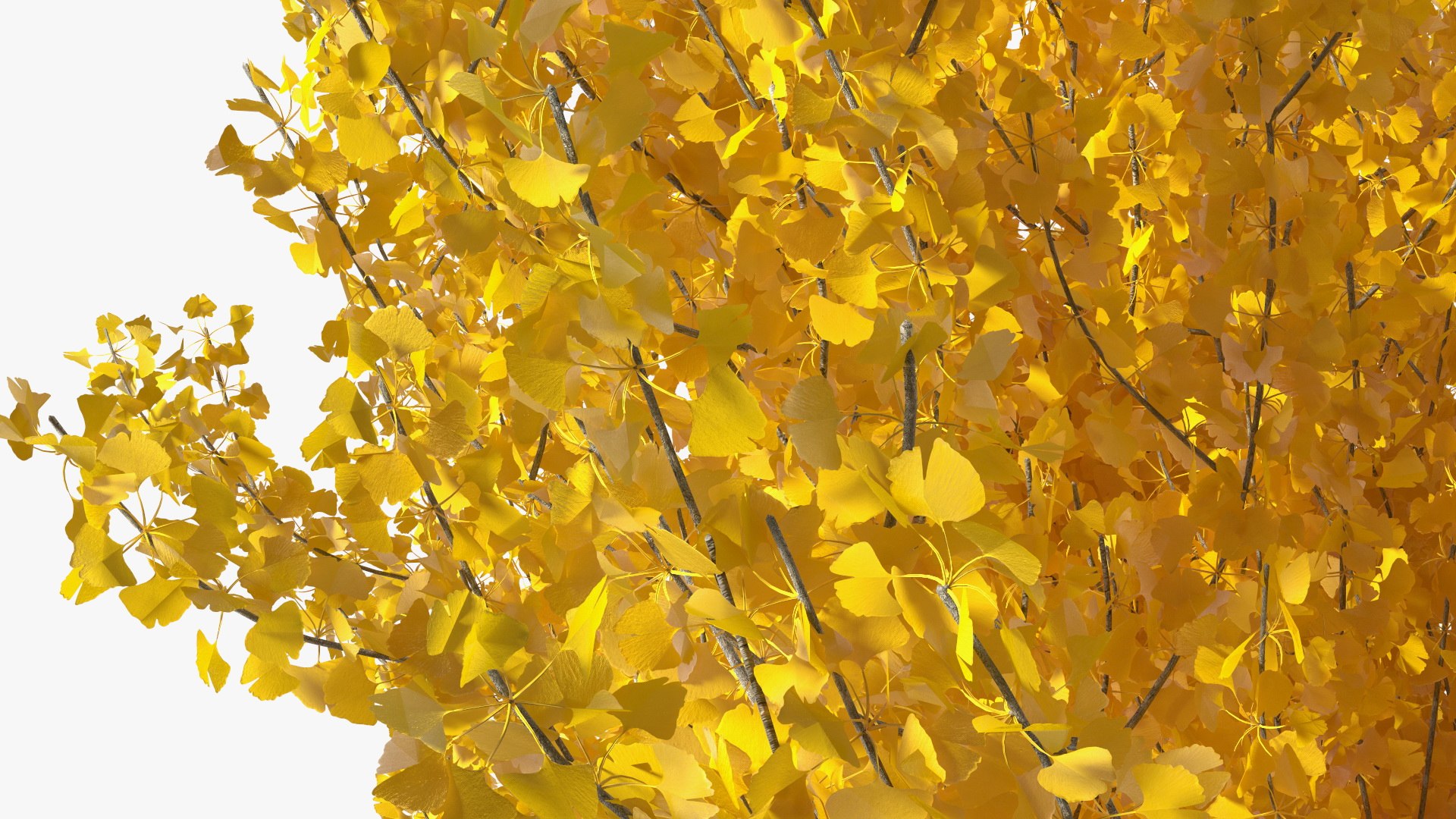 Ginkgo Tree Yellow 3D https://p.turbosquid.com/ts-thumb/dN/vVMqgA/wb/ginkgotreeyellowvray3dmodel015/jpg/1643750246/1920x1080/fit_q87/9cfcdc4d14030b2a90ee3ddf89fb477aafee637c/ginkgotreeyellowvray3dmodel015.jpg