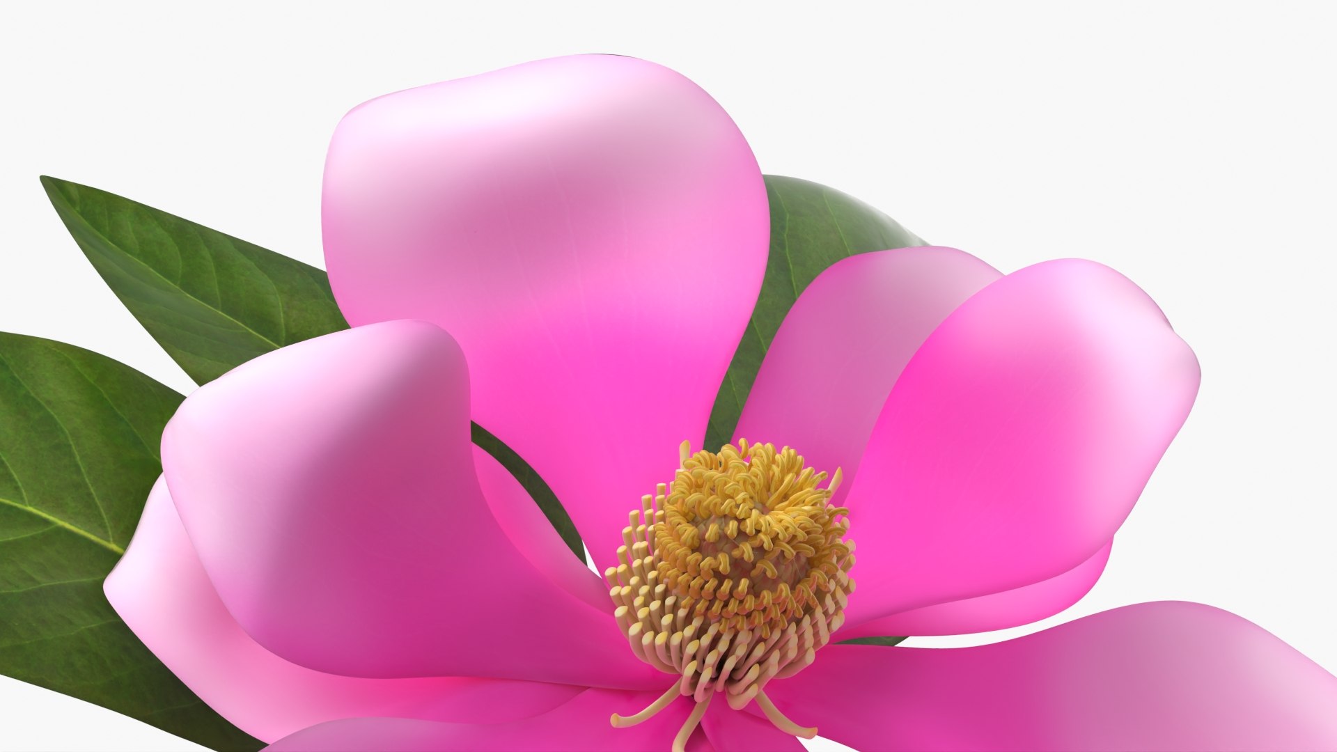 Fully Bloomed Magnolia Flower Branch Pink model https://p.turbosquid.com/ts-thumb/dN/xrlbnh/jH/fully_bloomed_magnolia_flower_branch_pink_005/jpg/1765524711/1920x1080/fit_q87/bfecea99645e94ea734bcfd1dbfa0828e46ba075/fully_bloomed_magnolia_flower_branch_pink_005.jpg