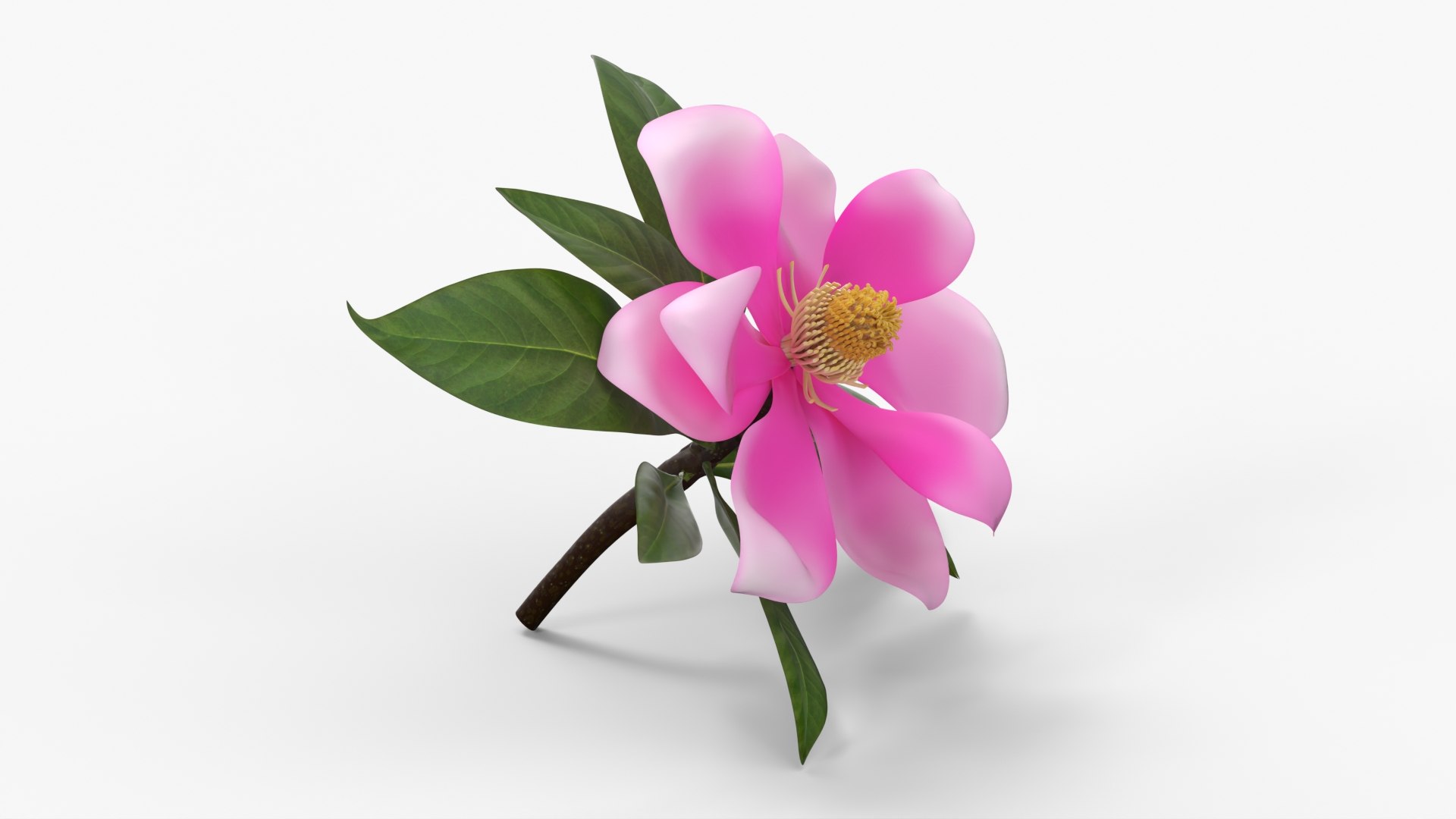 Fully Bloomed Magnolia Flower Branch Pink model https://p.turbosquid.com/ts-thumb/dN/xrlbnh/t4/fully_bloomed_magnolia_flower_branch_pink_004/jpg/1765524708/1920x1080/fit_q87/68c94c42a2ee754f63674b12e292b47fe2253e3d/fully_bloomed_magnolia_flower_branch_pink_004.jpg