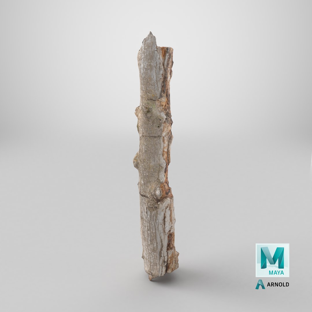 Scanned Trimmed Tree Wood 10 3D https://p.turbosquid.com/ts-thumb/dO/1Wp2TC/3z/stemcell_maya_arnold_render/png/1749219540/1920x1080/fit_q87/3f1d9d3299ab1c10fef83e22c864399181a713bc/stemcell_maya_arnold_render.jpg
