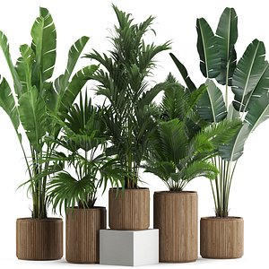 3D Plants collection 539 model