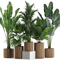 Plants collection 539
