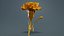 Carnation Clove Pink Dianthus Caryophyllus 2 Remastered