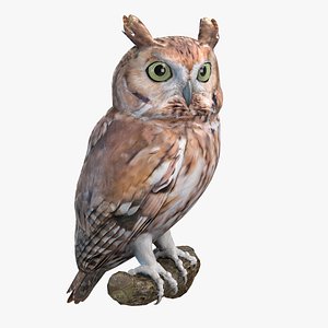 eastern screech owl model