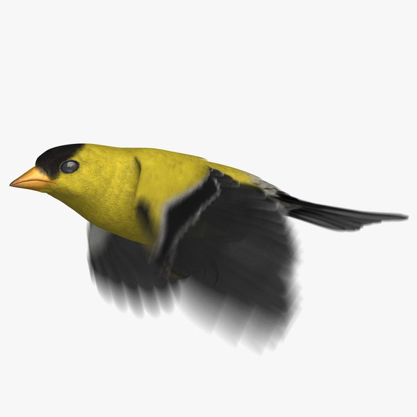 3D american goldfinch animation 2