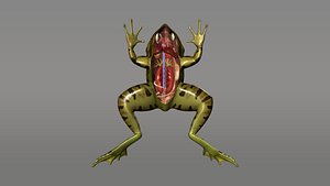 Frog Digestive System