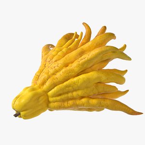 Buddhas Hand Fruit 3D