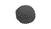 medium truffle