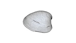 Seashell  013 3D CT scan 3D model