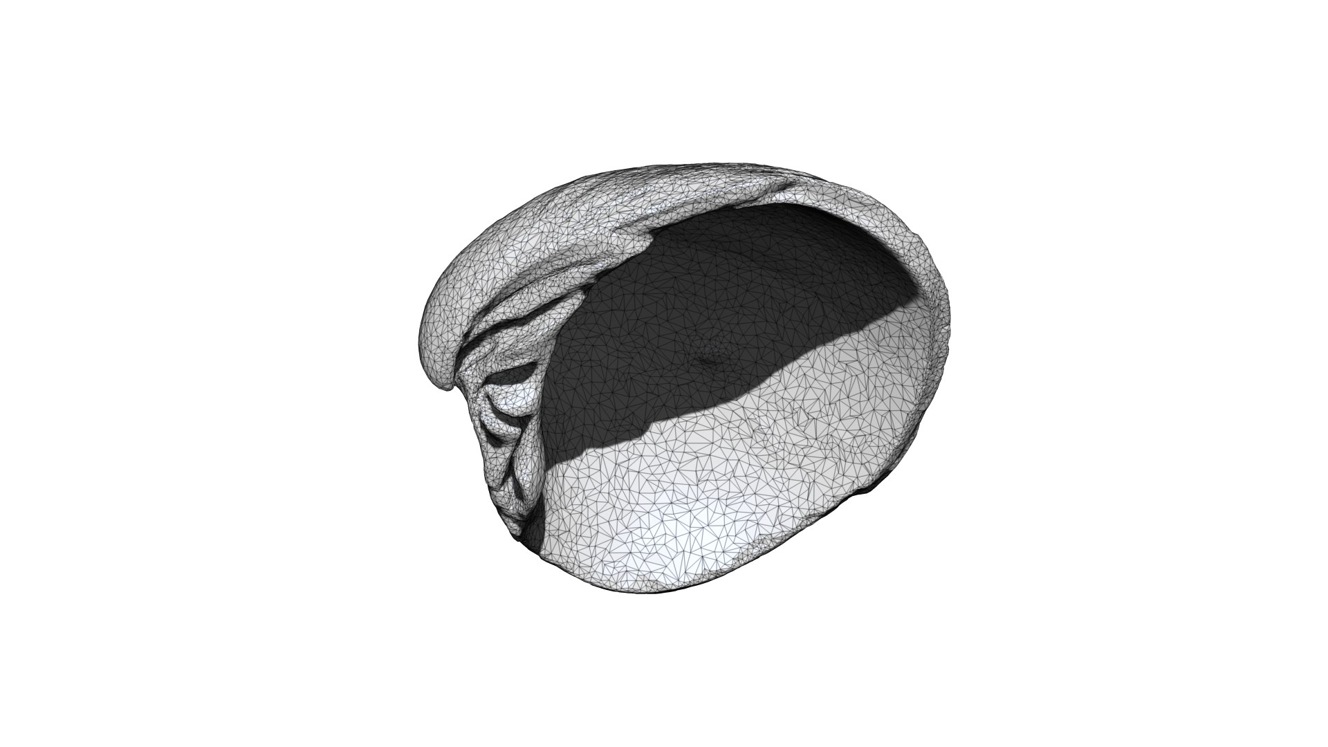 Seashell 013 3D CT Scan 3D Model - TurboSquid 1813732