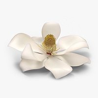 White Magnolia Fully Open Blossom No Stem
