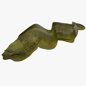 Murena Swimming Pose 3D Model